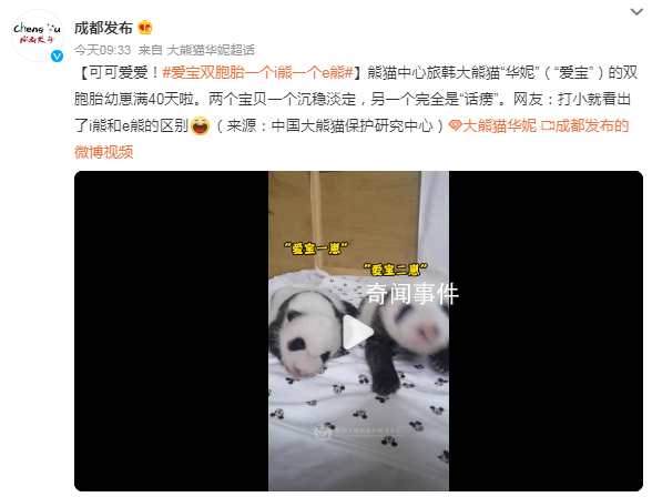 愛寶雙胞胎一個沉穩一個話癆 網友：打小就看出了i熊和e熊的區別