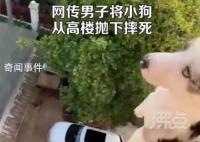 男子將小狗從高樓拋下摔死并炫耀 此事引發社會關注