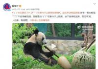 實拍丫丫午后用餐 咬著竹子上爬架啃