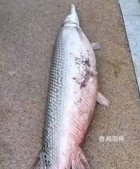 廣州白云湖公園時(shí)隔4年再現(xiàn)鱷雀鱔 體長(zhǎng)超過(guò)1米