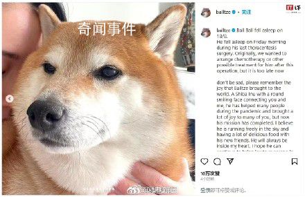 表情包小狗Cheems去世 請(qǐng)記得它為這個(gè)世界帶來(lái)的歡樂(lè)