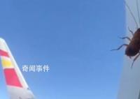 航司回應(yīng)飛機(jī)舷窗上趴著蟑螂 不會對飛行安全造成任何影響