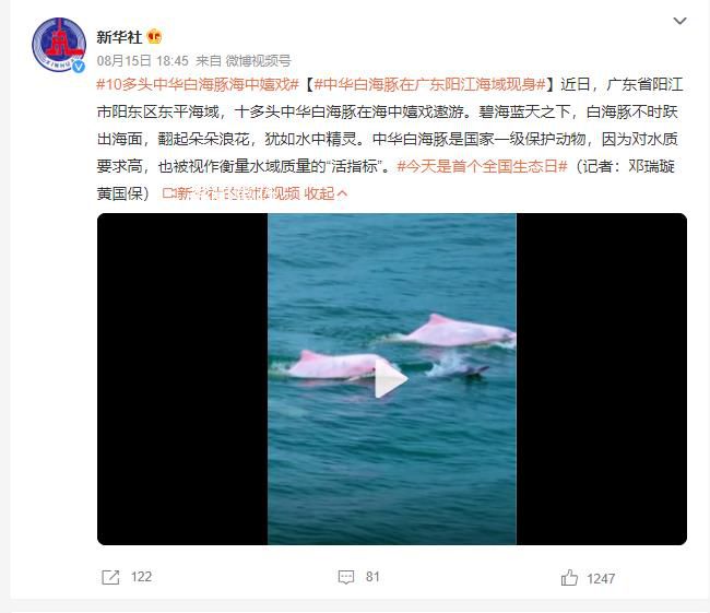 中華白海豚在廣東陽江海域現身 是國家一級保護動物