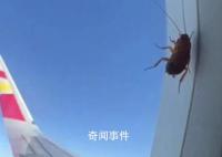 女子坐飛機看到蟑螂趴在窗外 網友也紛紛打趣蟑螂買票了嗎