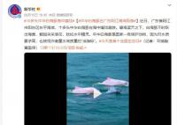中華白海豚在廣東陽江海域現身 是國家一級保護動物