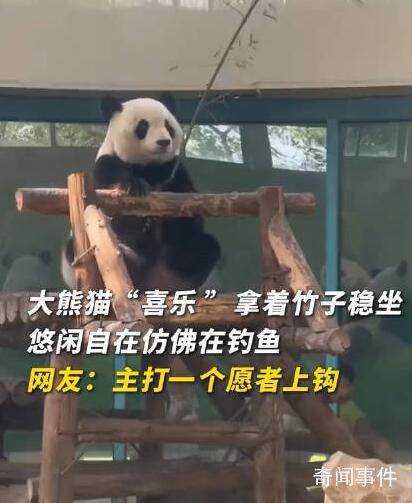 大熊貓拿著竹子仿佛在釣魚 網友直呼：太可愛了
