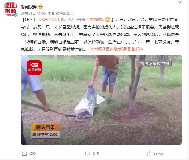 北京大興出現(xiàn)一只一米長(zhǎng)巨型蜥蜴 這只暗影巨蜥是被放生的
