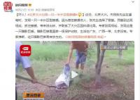 北京大興出現(xiàn)一只一米長(zhǎng)巨型蜥蜴 這只暗影巨蜥是被放生的