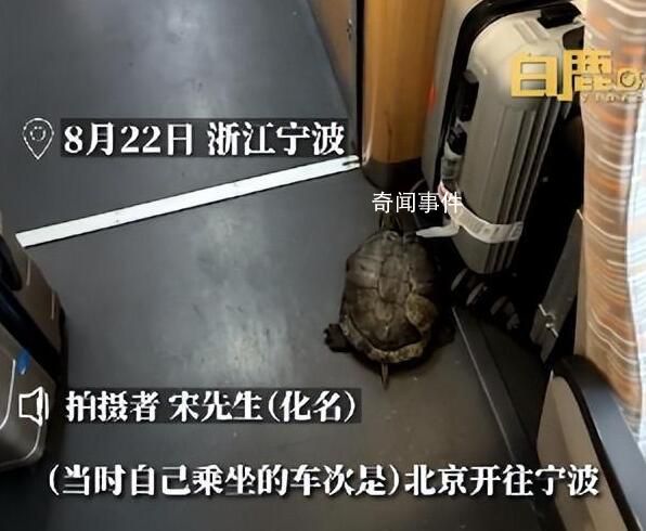 高鐵有烏龜從行李架掉落?12306回應(yīng)
