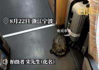 高鐵有烏龜從行李架掉落?12306回應(yīng)