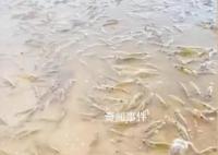 廣東一海灘突然涌現大量海蝦 引發了人們的疑慮與猜測