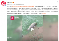 徐州一湖水質呈綠色出現死魚 具體原因仍在調查中