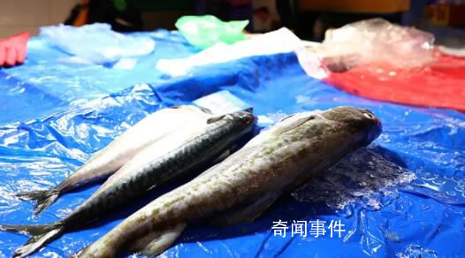 韓宣布向學校供應安全水產品 韓國民間對食品安全的擔憂升級