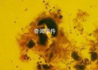 太陽表面驚現(xiàn)巨大黑子 太陽黑子對地球影響有哪些