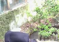 男子動物園鱷魚池內(nèi)打撈手機(jī) 視頻引發(fā)網(wǎng)友關(guān)注