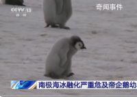 南極海冰融化致帝企鵝幼鳥被淹死 南極海冰提前融化