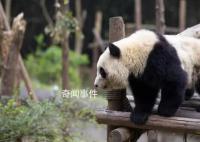 2游客被終生禁入成都大熊貓基地 因私自向大熊貓投喂違反相關(guān)規(guī)定