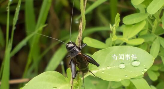 資深蟋蟀捕手玉米地淘金月入過萬 引起網友關注熱議