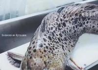 俄羅斯海岸驚現深海恐怖怪魚 讓人懷疑是外星恐怖生物一樣