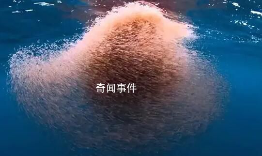 中國在南極意外發現海上糧倉 儲量10億噸可養活14億人