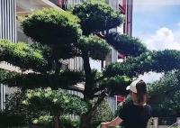 女子撞斷綠化樹枝被索賠8000 目前事情已經處理完畢