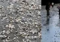 臺風(fēng)蘇拉過境廣東海灘現(xiàn)大量海鮮 市民直呼：撿不完根本撿不完