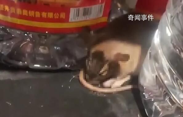 老鼠咬壞白酒桶醉倒在超市 網(wǎng)友：快點(diǎn)通知家鼠