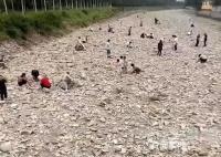 洪水過后出現(xiàn)碎金 村民河道撈金