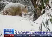 已知唯一野生白色熊貓確認(rèn)為雄性 謎底揭曉