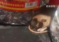 老鼠咬壞白酒桶醉倒在超市 網友：快點通知家鼠