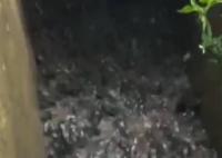 雨后養殖場牛蛙出逃村民狂撿 有的人撿了帶走了有的歸還給養殖場了