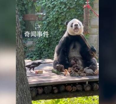 萌蘭哥哥萌二也開始養(yǎng)鳥了 烏鴉踩在胡蘿卜上享用窩頭