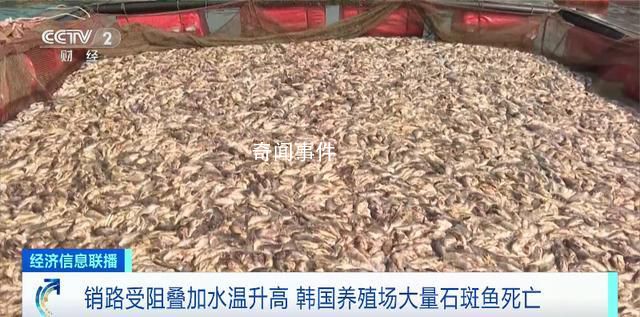韓國石斑魚大量死亡 相當于這里總飼養(yǎng)量的兩成多