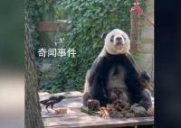 萌蘭哥哥萌二也開始養鳥了 烏鴉踩在胡蘿卜上享用窩頭