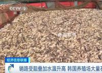 韓國石斑魚大量死亡 相當于這里總飼養量的兩成多