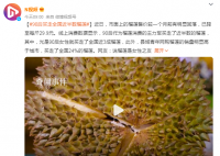 90后買走全國近半數榴蓮 網友：說榴蓮是女性之友沒一點毛病