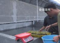 新疆“海鮮”大豐收了 網友：新疆產的海鮮是不是應該叫新鮮