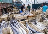 山東:開海“第一鮮”上岸被搶購