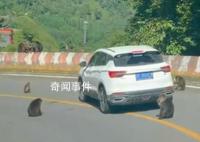景區(qū)回應(yīng)猴子“排兵布陣”圍堵汽車