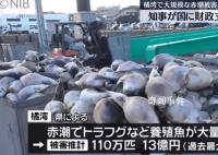 日本長崎百萬條養殖魚死亡 當地政府公布原因