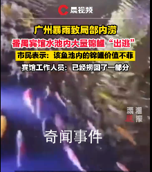 2萬一條的錦鯉趁暴雨出逃?賓館回應