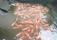 福建一金魚養殖場因暴雨損失300萬 因防范措施不到位導致養殖場內大量金魚被沖走