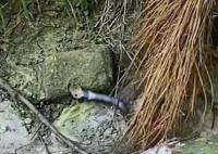 農戶遭舉報后放生眼鏡蛇?官方辟謠
