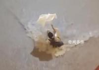 現場:廣東洪水瞬間沖倒四五米高墻