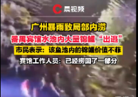 2萬一條的錦鯉趁暴雨出逃?賓館回應