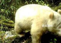 全球首只白色大熊貓最新研究成果 與其他大熊貓互動(dòng)良好