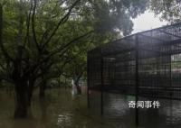 暴雨后的動(dòng)物園:猛獸顯得暴躁
