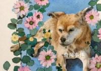 網(wǎng)紅流浪狗“黃主任”去世了 一路走好
