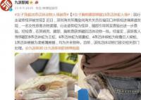 女子身體綁藏15條活蛇入境被查 該批活體動物已移交相關部門處理