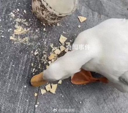 男子抓柯爾鴨當肉鴨吃賠了8千元 是只價值不菲的寵物